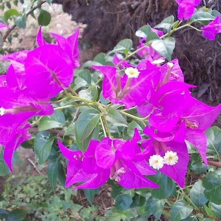 Domus Aurea أوريستانو