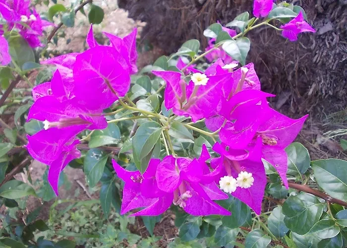 Domus Aurea Oristano